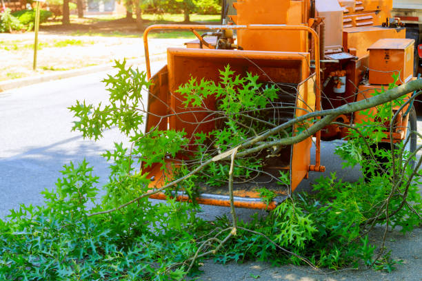 Harbour Heights, FL Tree Care Services Company